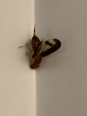 Toxonevra superba