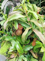 Nepenthes alata × ventricosa