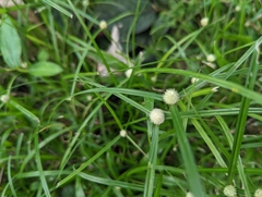 Cyperus mindorensis