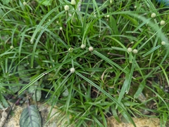 Cyperus mindorensis