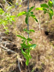 Plectroniella armata