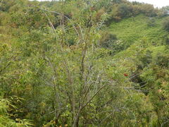 Agarista salicifolia