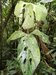 Anthurium rotundatum