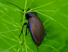 Carabus regalis
