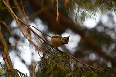 Lophophanes cristatus