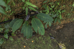 Colobogynium variegatum