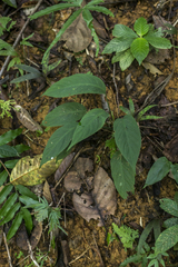 Colobogynium variegatum