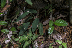 Colobogynium variegatum