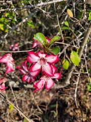 Adenium multiflorum