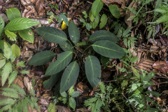 Colobogynium variegatum