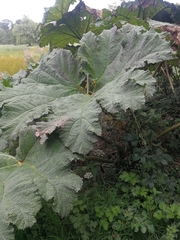 Gunnera