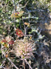 Combretum mossambicense