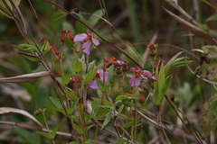 Rhexia virginica