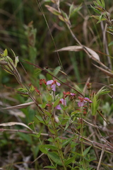 Rhexia virginica