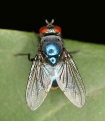 Calyptratae
