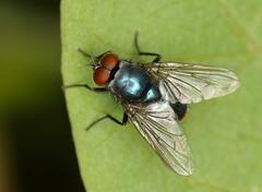 Calyptratae