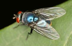 Calyptratae