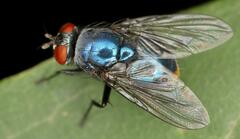 Calyptratae