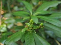 Rauvolfia verticillata