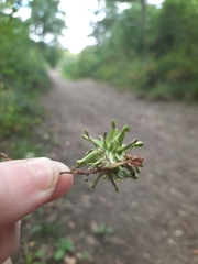 Andricus grossulariae