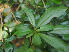 Rauvolfia verticillata