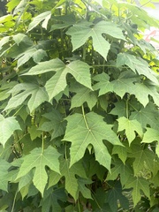 Cnidoscolus aconitifolius