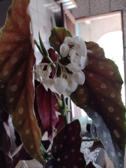 Begonia maculata