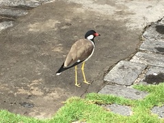 Vanellus indicus