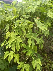 Cnidoscolus aconitifolius