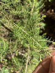 Erica canariensis image