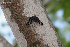 Hamadryas amphinome mazai