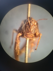 Tetrigidae