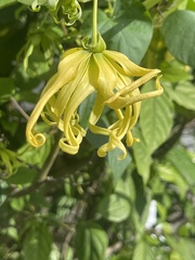 Cananga odorata