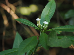 Rauvolfia verticillata
