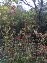 Ribes alpinum