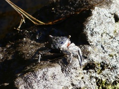 Aratus pisonii