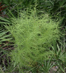 Eupatorium compositifolium