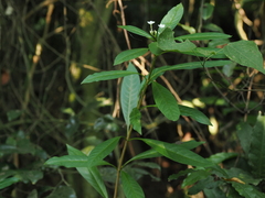 Rauvolfia verticillata