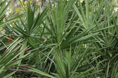Serenoa repens