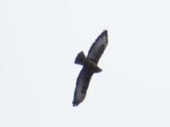 Buteo buteo