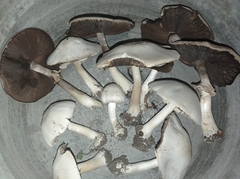 Agaricus arvensis