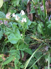 Achillea macrophylla
