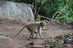 Macaca sinica