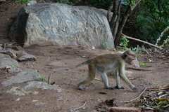 Macaca sinica