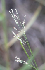 Panicum repens