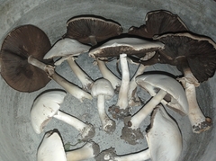 Agaricus arvensis