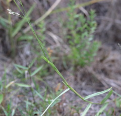 Panicum repens