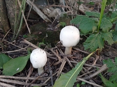Agaricus arvensis