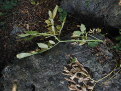 Amorphophallus