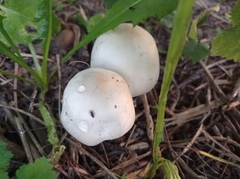 Agaricus arvensis